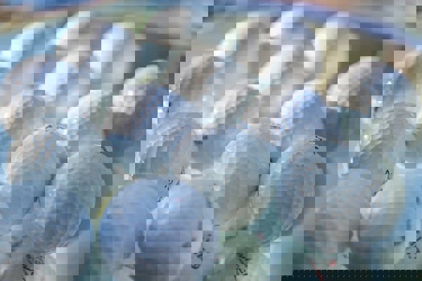 Höstträff för Vreta Kloster GKs damer