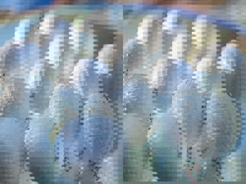 Shoperbjudande